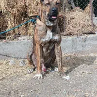 سگ افغان نگهبان اصیل|سگ|چابهار, |دیوار