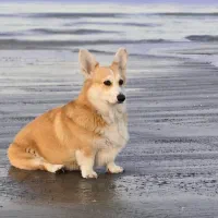 ولش کورگی|سگ|تهران, پردیسان|دیوار