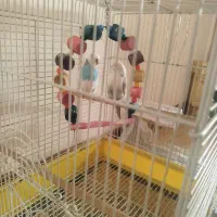 مرغ عشق مولد