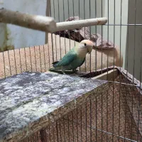 طوطی کوتوله نر مولد|پرنده|اصفهان, جاوان|دیوار