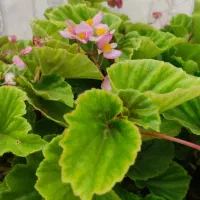 گل بگونیای عروس