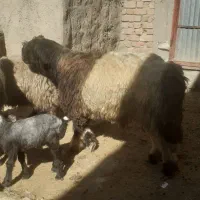 شیشک قوچ|حیوانات مزرعه|مرودشت, ده بید|دیوار