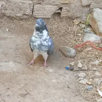 کفتر