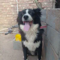 سگ قدریجونی سگه گله