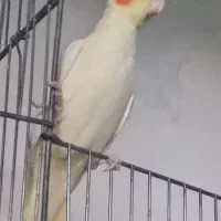 عروس هلندی نر وماده