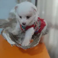 پامرایین نر آماده تحویل