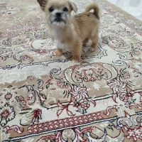 دو عدد توله جیگر(شاهد شهر)|سگ|شاهدشهر, |دیوار