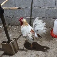 خروس گلین فروشی