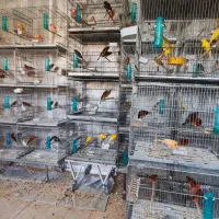 فروش تعدادی محدود قناری سرخ مست|پرنده|شیراز, عادل آباد|دیوار