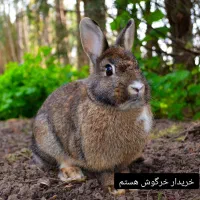 خرگوش
