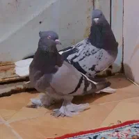 سبز دم سفید|پرنده|بهبهان, |دیوار