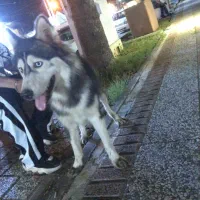 سگ هاسگی مالاموت|سگ|رشت, رودباری|دیوار