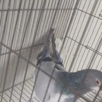 نرخرقه|پرنده|شاهین‌شهر, گزبرخوار|دیوار