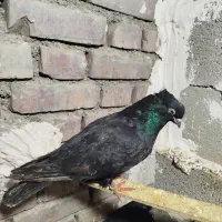 سیاه|پرنده|نقده, |دیوار