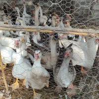 غاز و اردک و مرغ|حیوانات مزرعه|لاهیجان, لیالستان|دیوار