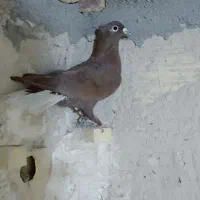 سرخ دم سفید