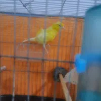 قناری و سهره