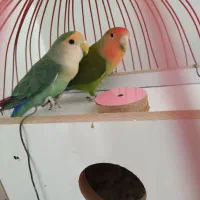 طوطی برزیلی