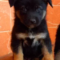 سگ ژرمن شیپرد موکوتاه کینگ سایز شاه توله ( نر )