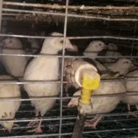 بلدرچین سالم و کاملا ارگانیک