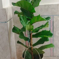گل و گیاه با گلدان
