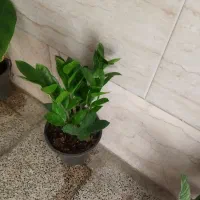 گلهای اپارتمانی