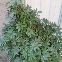 دو عدد  گلدان بزرگ یوکا و شفرا|گل و گیاه طبیعی|نهاوند, |دیوار