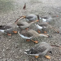 قو غاز|حیوانات مزرعه|شاندرمن, |دیوار