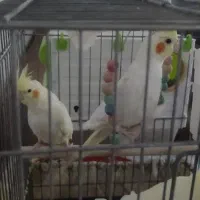 جفت عروس