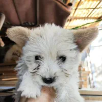 سگ توله تریر