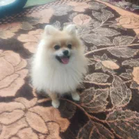 دوتا اصل خوشگل