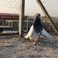 کله سبز ۴۰ سانتی عطیقه|پرنده|گنبد کاووس, |دیوار