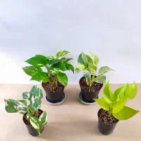 فروش گیاهان آپارتمانی و پک سبز اقتصادی