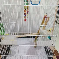 عروس هلندی|پرنده|رودسر, |دیوار