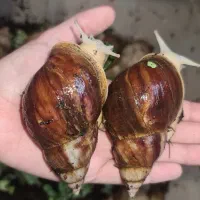 حلزون جوانساز و طبی