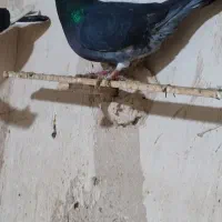 کفتر رنگه،آلمانی|پرنده|تربت جام, میرقوام الدین|دیوار