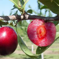 فروش نهال های مثمر و غیر مثمر نهالستان سالم نهال|خدمات باغبانی و درختکاری|سیمین شهر, |دیوار