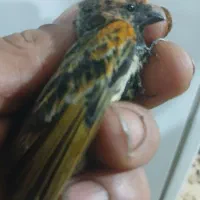 جوجه سهره نره قفسی و جوجه سهره گلبسر نر|پرنده|قزوین, |دیوار