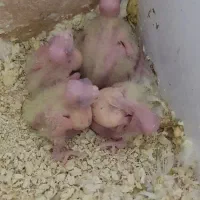 فروش عروس هلندی نیمه اهلی و مولد