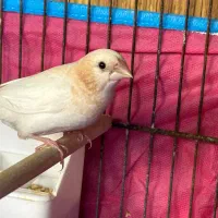فنچ بنگالی نر مست