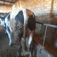 فروش ۳راس گوساله سوپرچاق|حیوانات مزرعه|بستان آباد, |دیوار