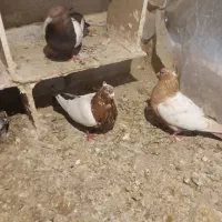 کفتر سینه ای