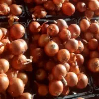 بذرپیاز میگون طلایی شش ماهه