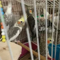 تعدادی عروس هلندی