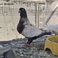 طاوسی درجه یک|پرنده|بندر گناوه, |دیوار