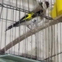 سهره نر بخون