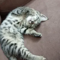 بچه گربه رایگان|گربه|قوچان, |دیوار