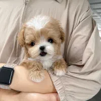 پودل کراس|سگ|تهران, جنت‌آباد مرکزی|دیوار