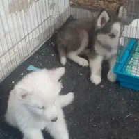 دوتا سگ نژاد هاسکی|سگ|چهارباغ, |دیوار