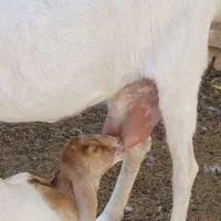 بز پاکستانی شیرا با بزغاله ماده|حیوانات مزرعه|کاشمر, |دیوار